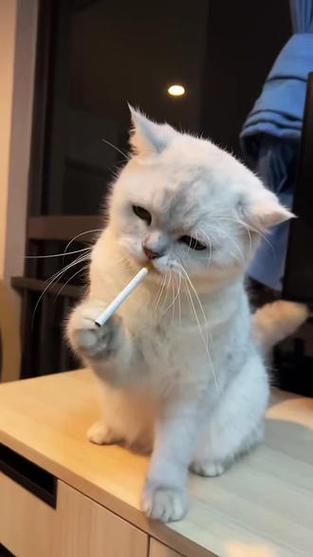 猫咪视频搞笑短视频图标
