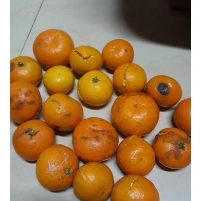 烂橘子安装不动缩略图