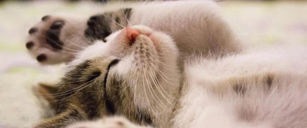 霍比特猫咪截图