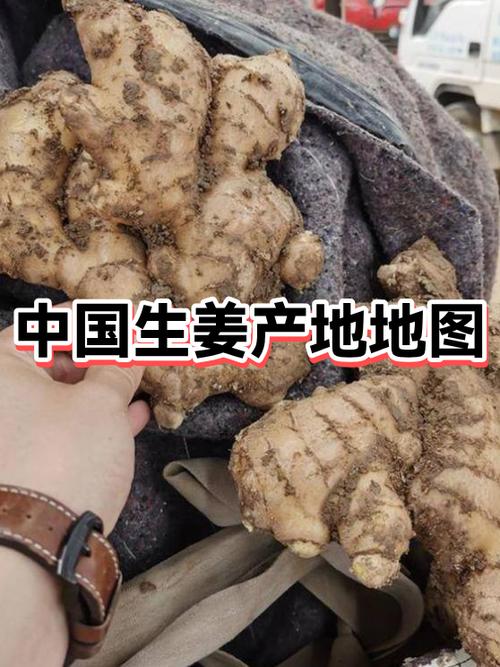 中国大姜网早报缩略图