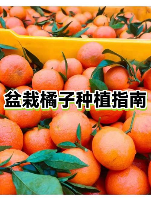 一亩橘子年收入多少钱