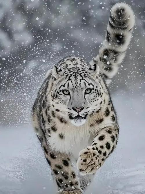 雪豹高清缩略图