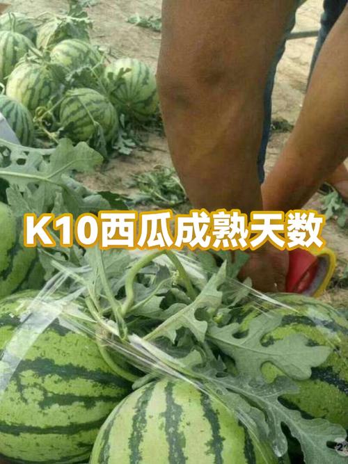西瓜最晚不能超过多少天游戏截图