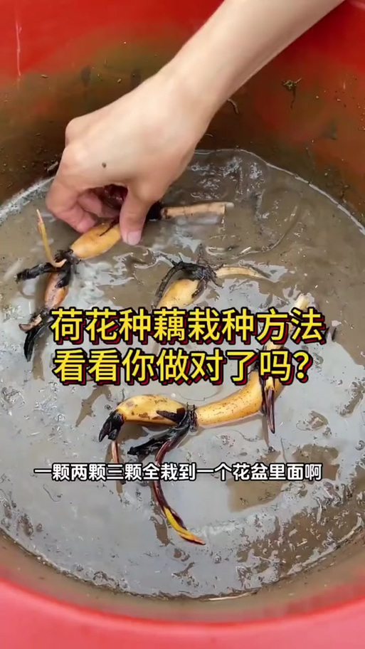 水缸种藕的正确方法图标