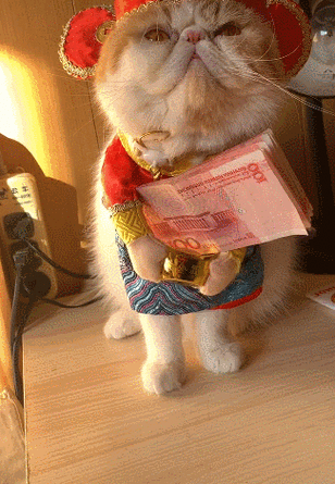 抱养猫咪要给红包吗缩略图