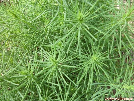 含盐的植物有哪些缩略图