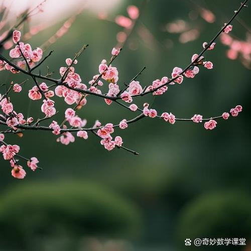 梅花视频进不去了怎么解决