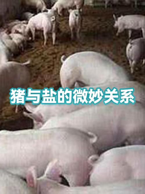 动物盐和植物盐哪个更好游戏截图