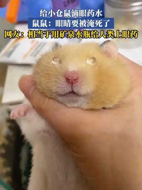 仓鼠眼角红了能自愈吗缩略图
