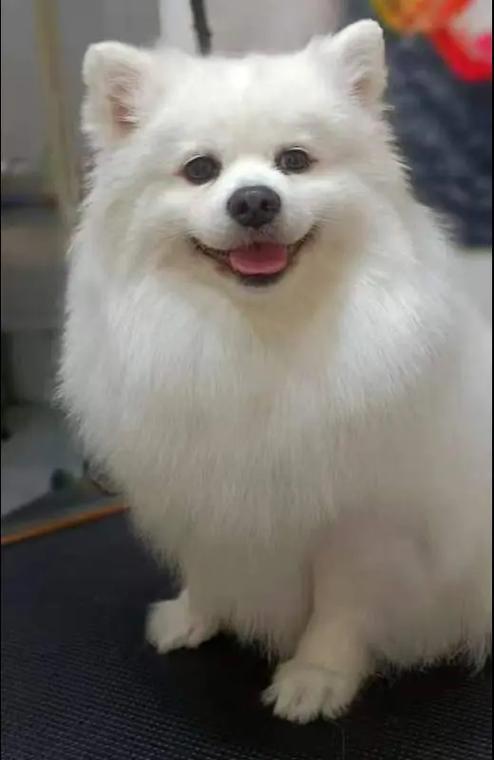 养个球球当宠物下载