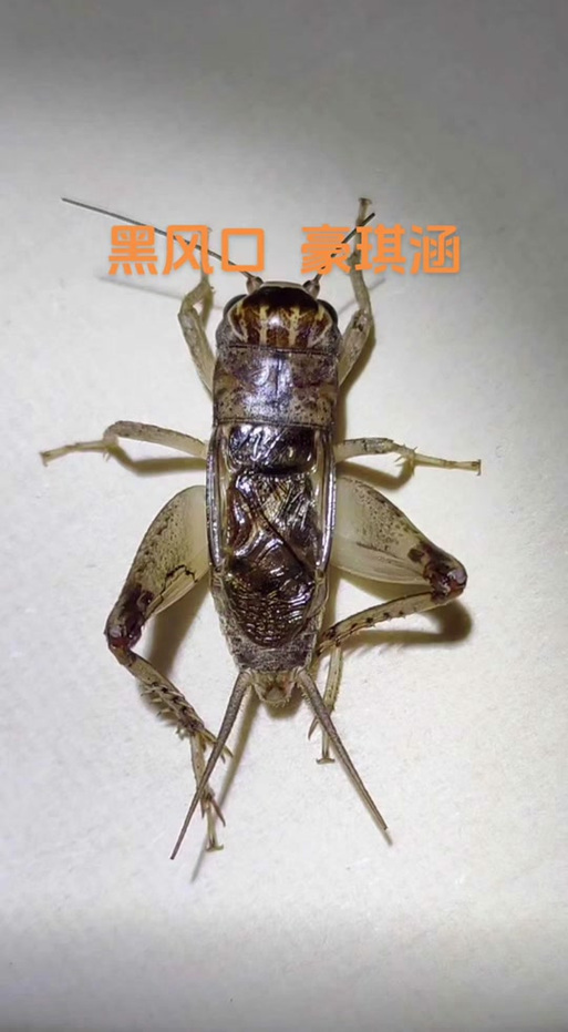 蛐蛐也疯狂功能菜单图标