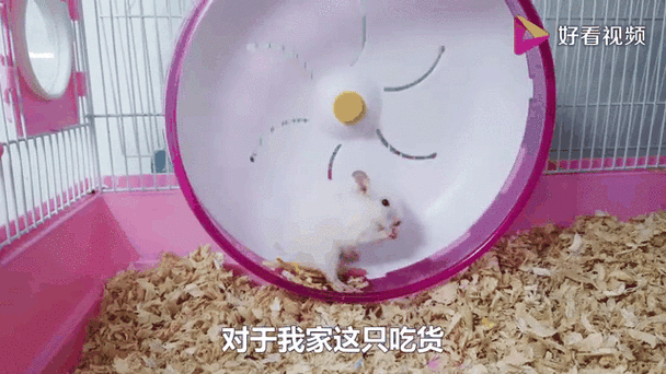 仓鼠疯狂跑跑轮缩略图