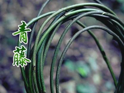 青藤这个软件可靠吗图标