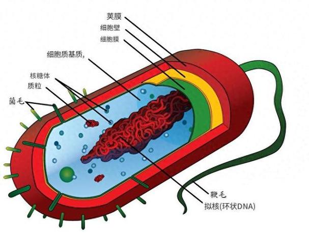 常见的原核生物有哪些截图