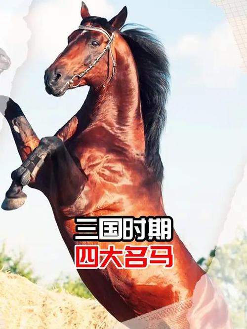 四大名马是哪四个截图