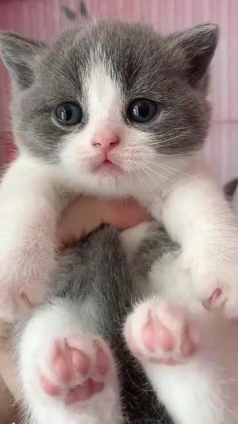 猫咪视频最新版本图标