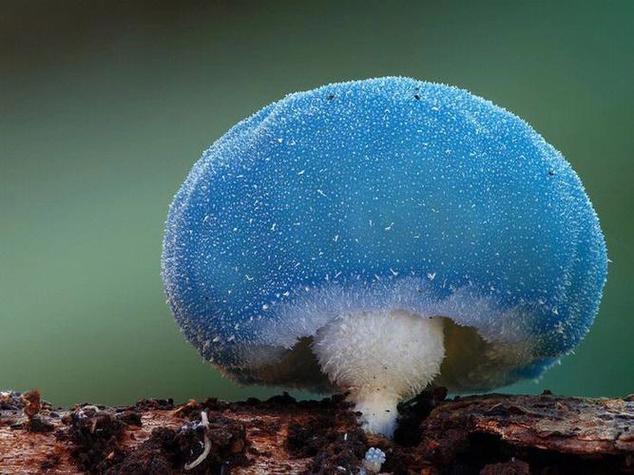 蘑菇星球读后感