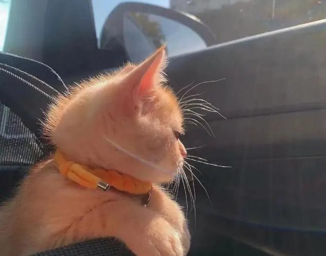 哪些酒店可以带猫图标