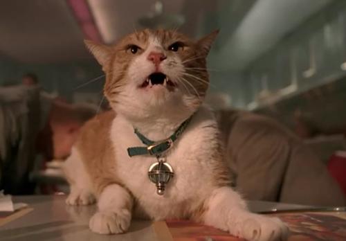 橘猫影视图标