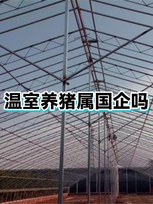 湖南养猪龙头企业游戏截图