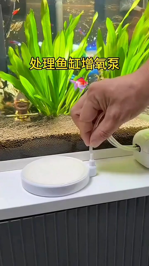 鱼缸增氧泵需要一直开着吗缩略图