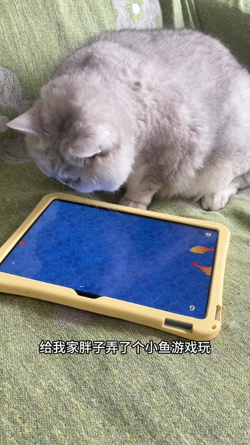 《小猫游戏》抓鱼截图