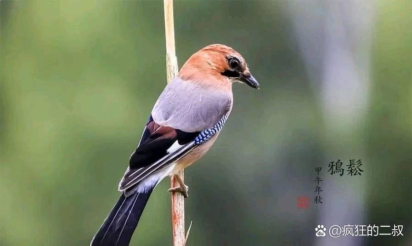 羽毛球拍 磅数 响声