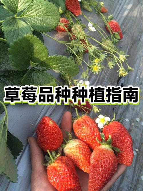 爱莎草莓品种介绍缩略图