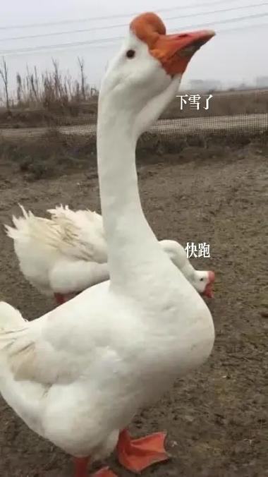 下雪炖大鹅搞笑图片缩略图