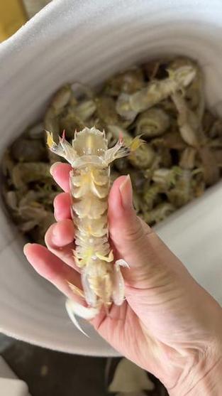 最小的皮皮虾