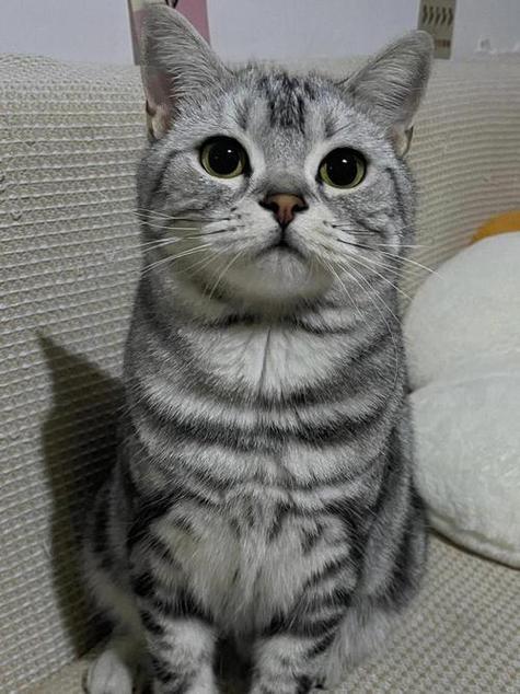美短猫一直抖图标