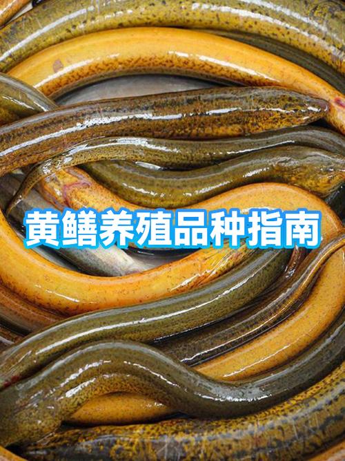 黄鳝最简单养殖方法缩略图