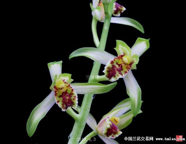 兰花交易网兰友社区