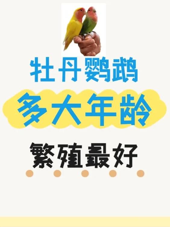 鹦鹉几个月可以繁殖