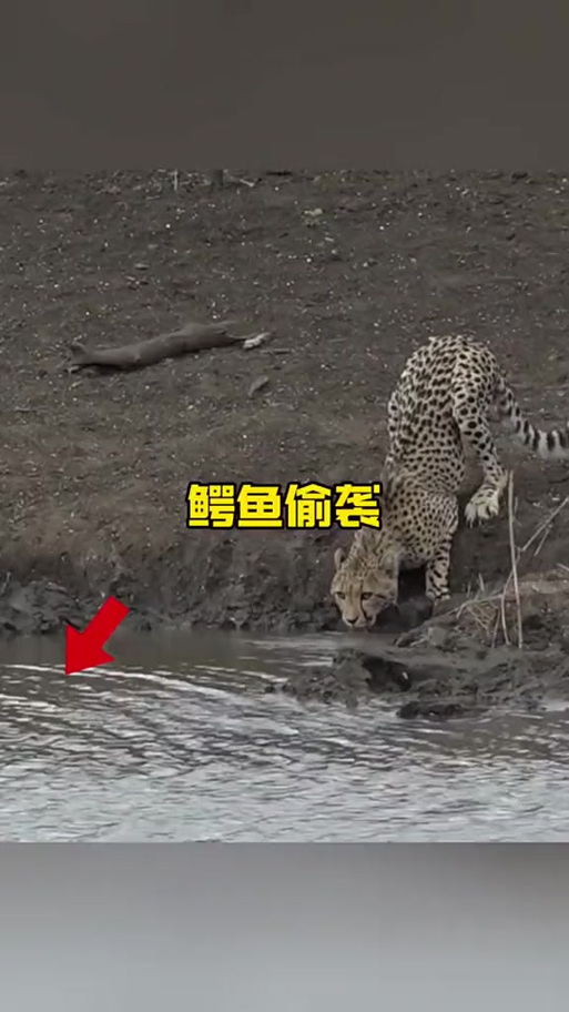鳄鱼喝水游戏叫什么
