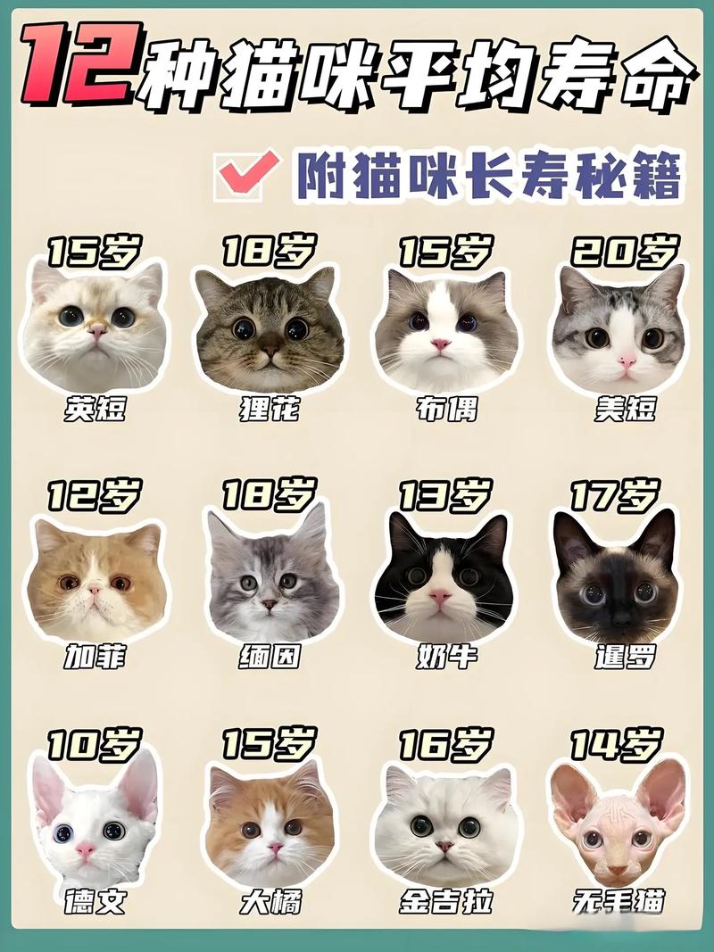公猫能活多少年缩略图