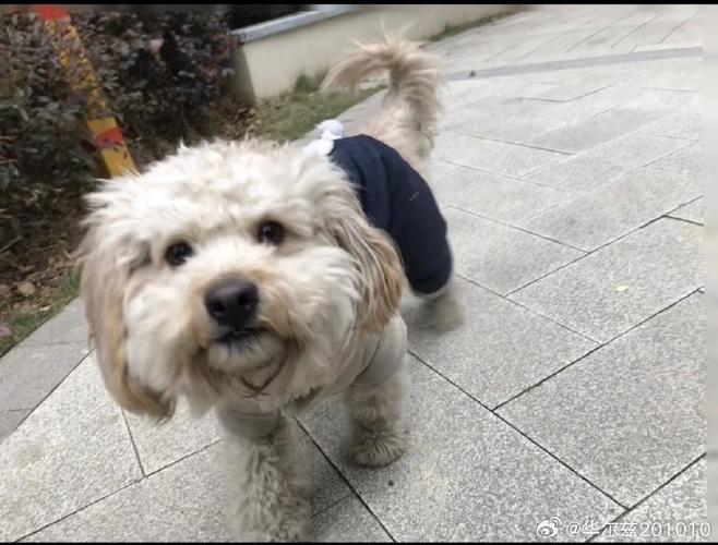 狗狗书籍txt免费全本阅读