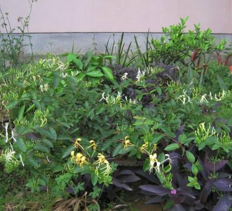 家里可以种金银花吗风水好吗截图