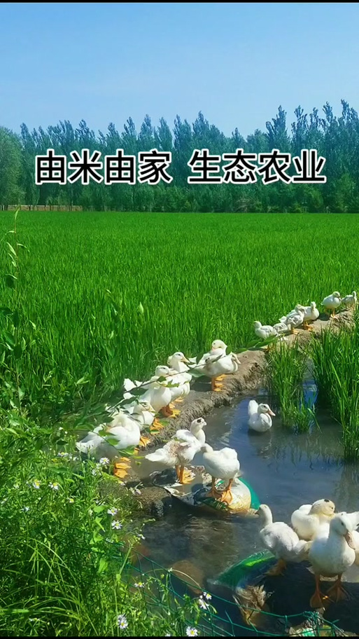 由米由家生态农业截图