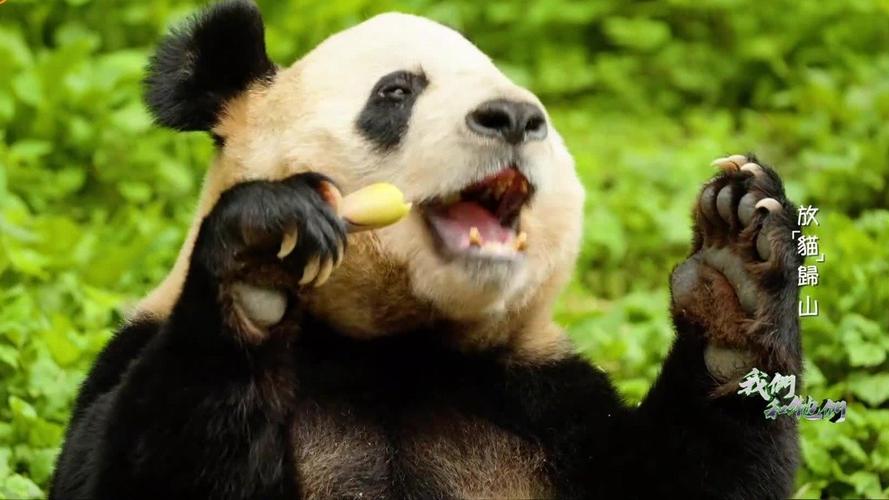 迷你世界熊猫吃什么补血截图