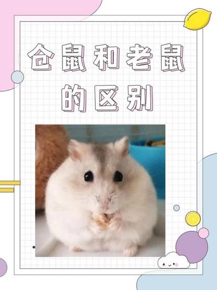 老鼠会把仓鼠吃了吗图标