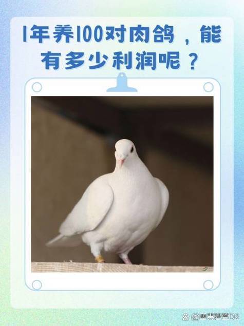 养鸽子赚钱吗图标