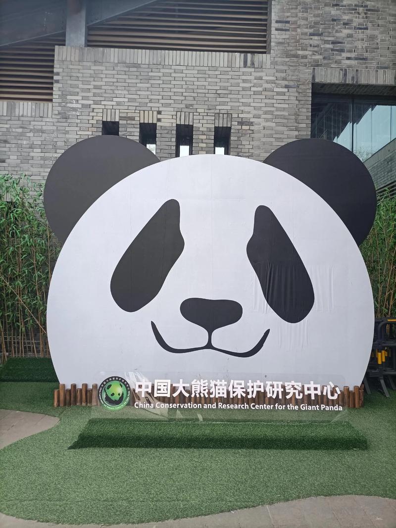 大熊猫资料三年级