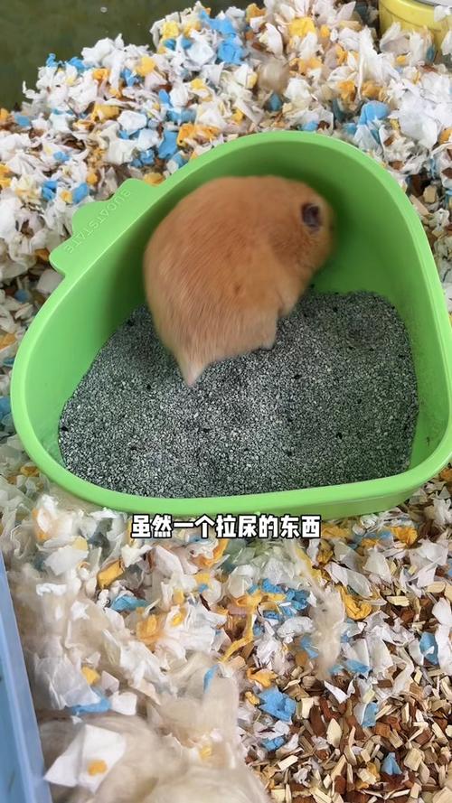 仓鼠身上沾了尿不管可以吗