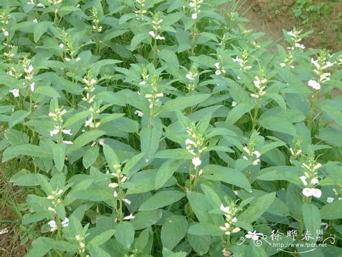 芝麻HTTP图标