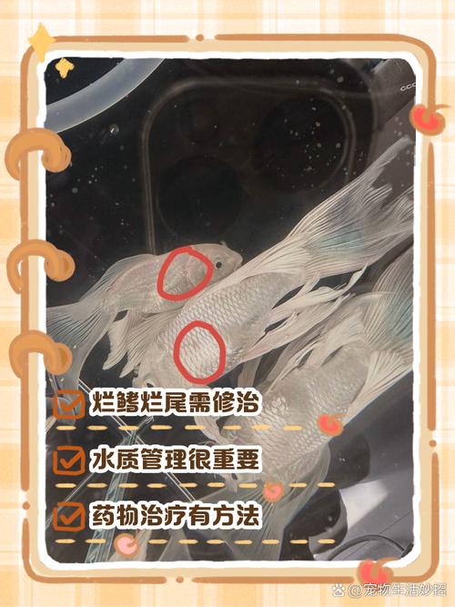 鱼烂尾怎么治疗最快图标