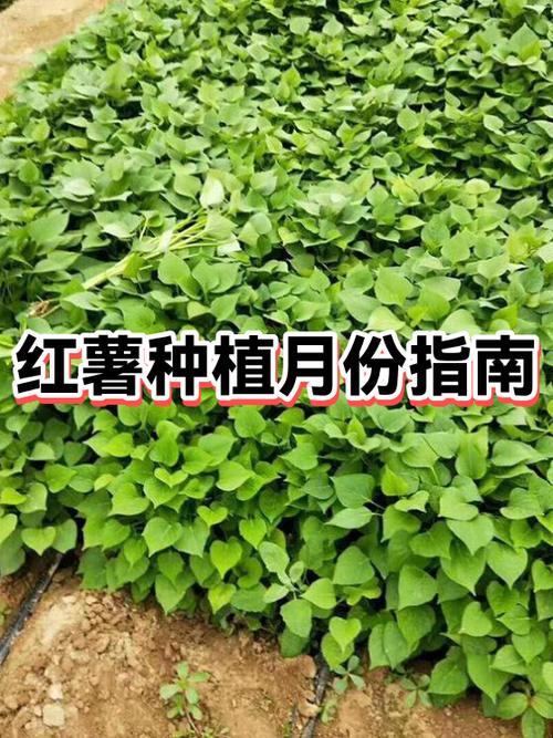 红薯的正确栽法视频截图