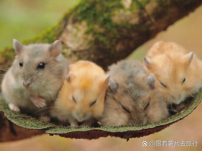 小仓鼠喜欢吃什么缩略图
