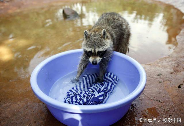 浣熊帮帮忙截图