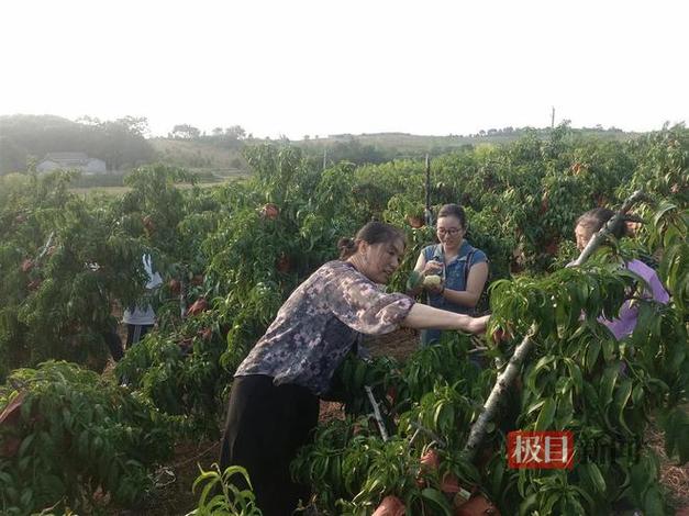 乡村生活桃子移值版下载